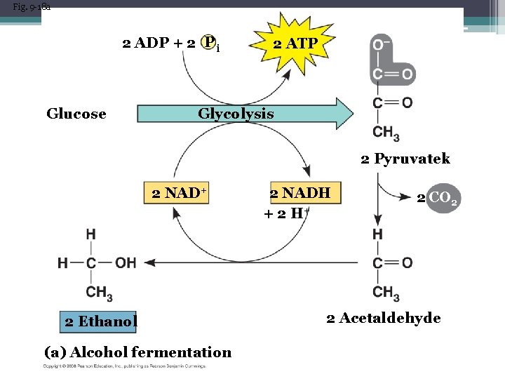 Fig. 9 -18 a 2 ADP + 2 P i Glucose 2 ATP Glycolysis