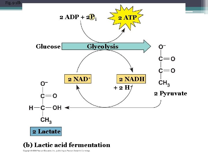 Fig. 9 -18 b 2 ADP + 2 P i Glucose 2 ATP Glycolysis