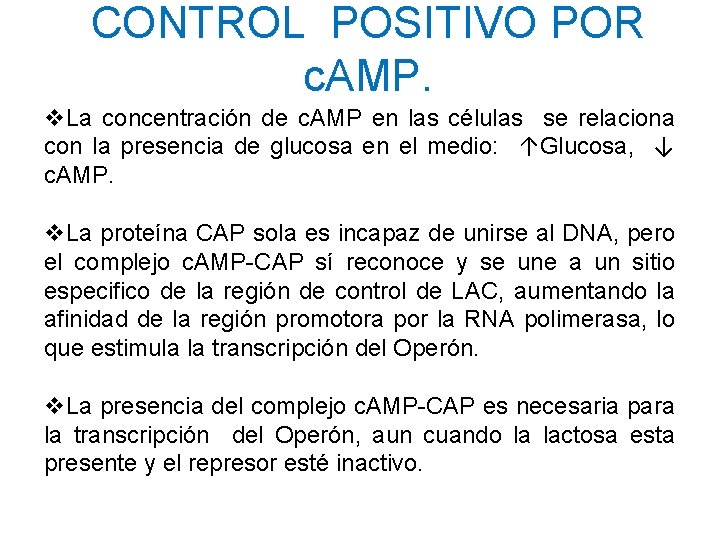 CONTROL POSITIVO POR c. AMP. v. La concentración de c. AMP en las células