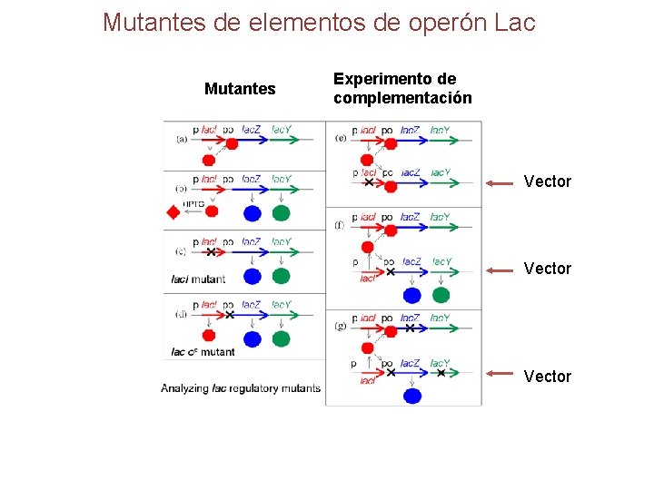 Mutantes de elementos de operón Lac Mutantes Experimento de complementación Vector 