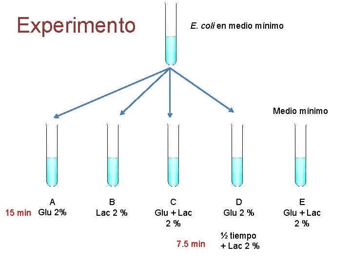 Experimento E. coli en medio mínimo Medio mínimo A 15 min Glu 2% B