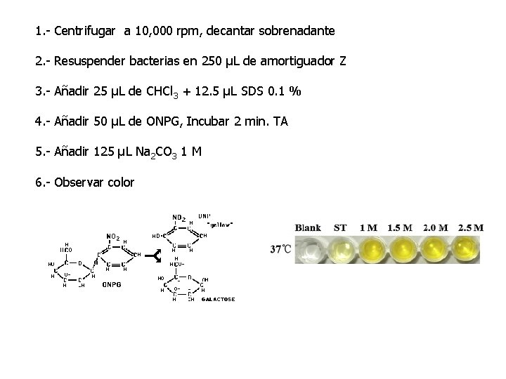 1. - Centrifugar a 10, 000 rpm, decantar sobrenadante 2. - Resuspender bacterias en