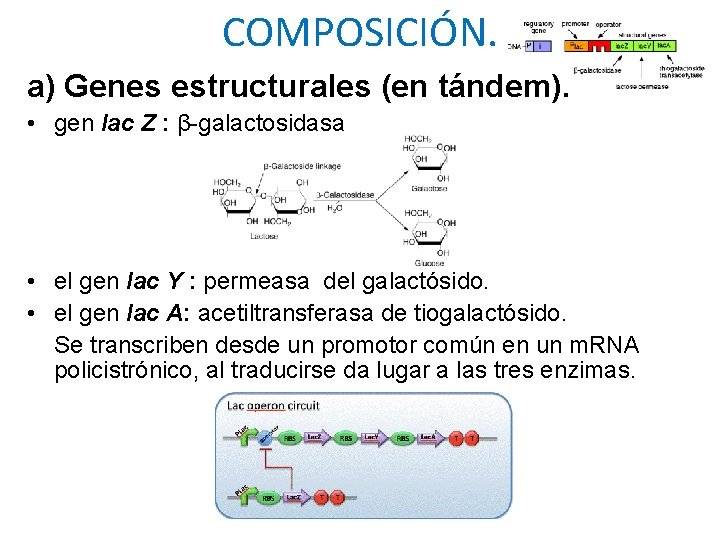 COMPOSICIÓN. a) Genes estructurales (en tándem). • gen lac Z : β-galactosidasa • el