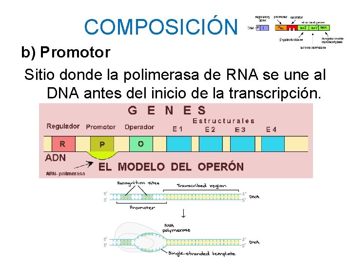 COMPOSICIÓN b) Promotor Sitio donde la polimerasa de RNA se une al DNA antes