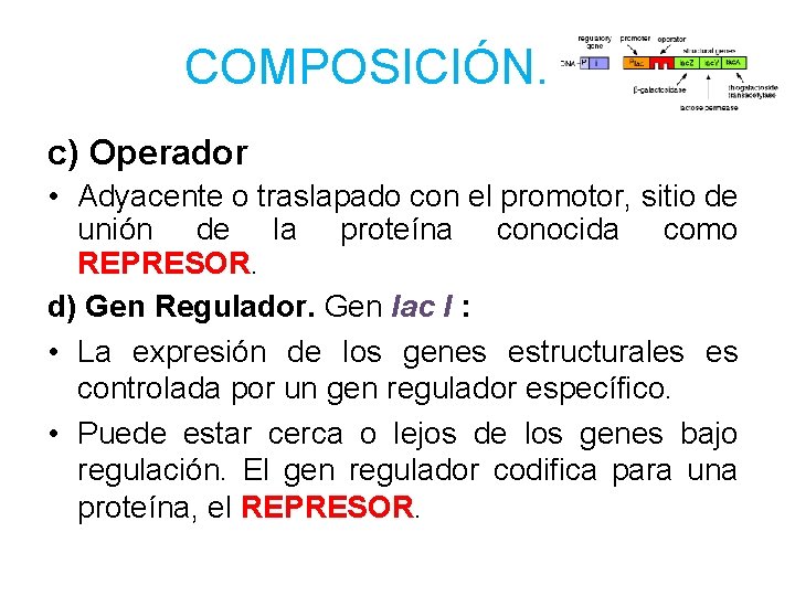 COMPOSICIÓN. c) Operador • Adyacente o traslapado con el promotor, sitio de unión de