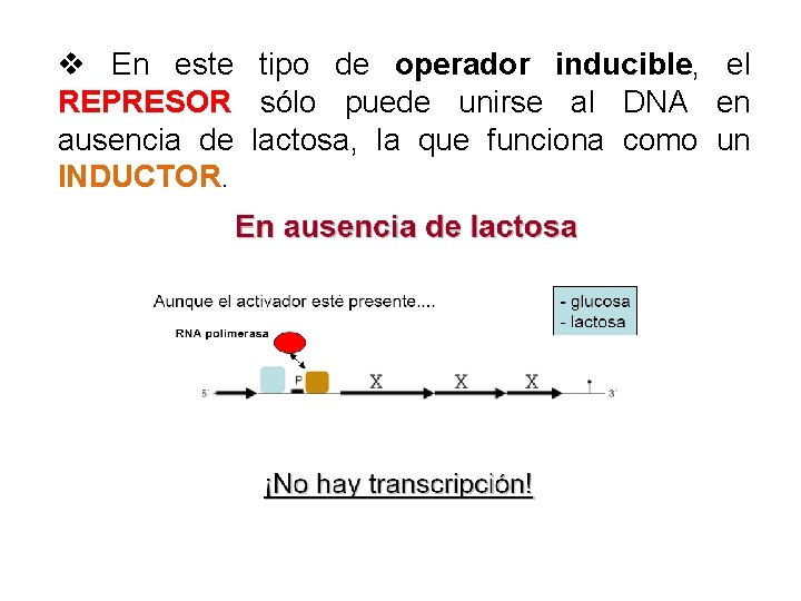 v En este tipo de operador inducible, el REPRESOR sólo puede unirse al DNA
