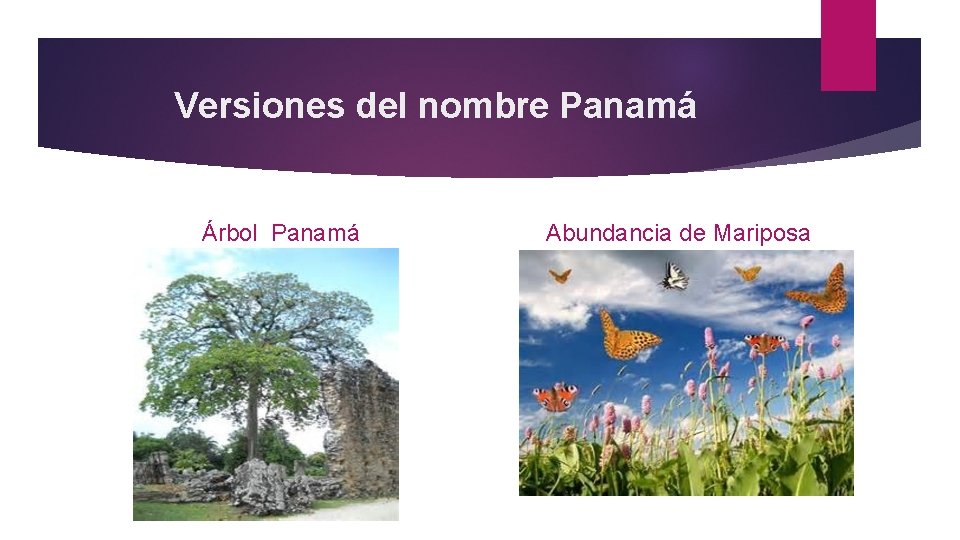 Versiones del nombre Panamá Árbol Panamá Abundancia de Mariposa 