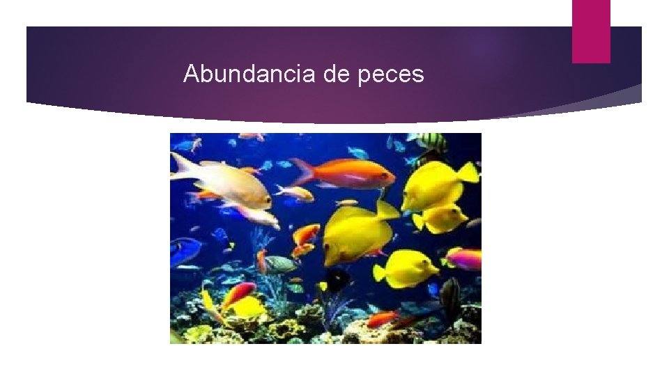 Abundancia de peces 