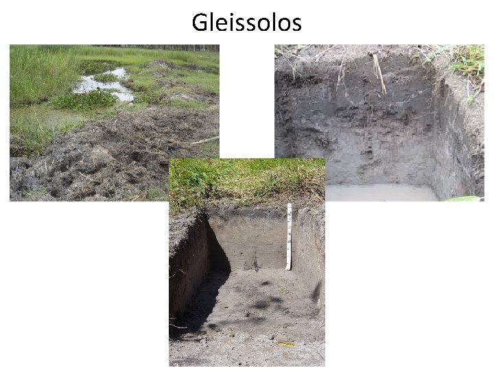 Gleissolos 