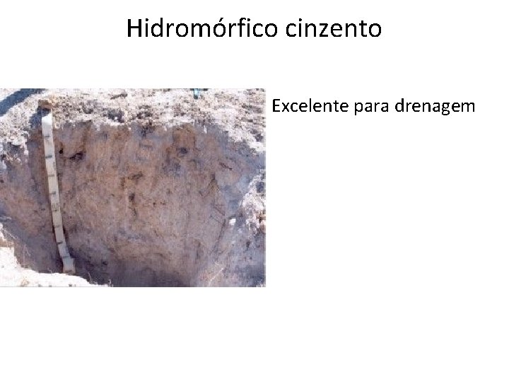 Hidromórfico cinzento Excelente para drenagem 
