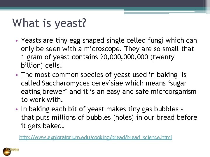 What is yeast? • Yeasts are tiny egg shaped single celled fungi which can