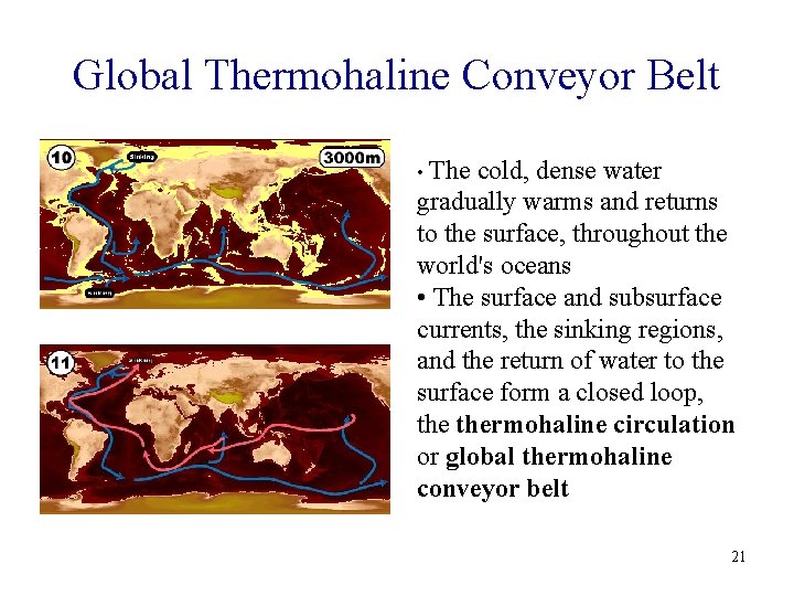 Global Thermohaline Conveyor Belt • The cold, dense water gradually warms and returns to
