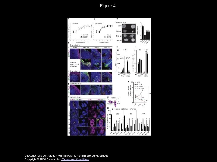 Recent Zika Virus Isolates Induce Premature Differentiation of