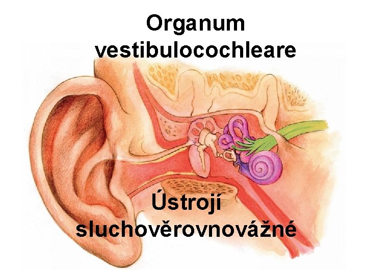 Organum vestibulocochleare Ústrojí sluchověrovnovážné 