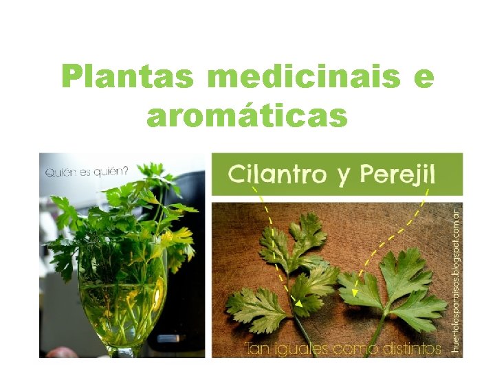 Plantas medicinais e aromáticas 