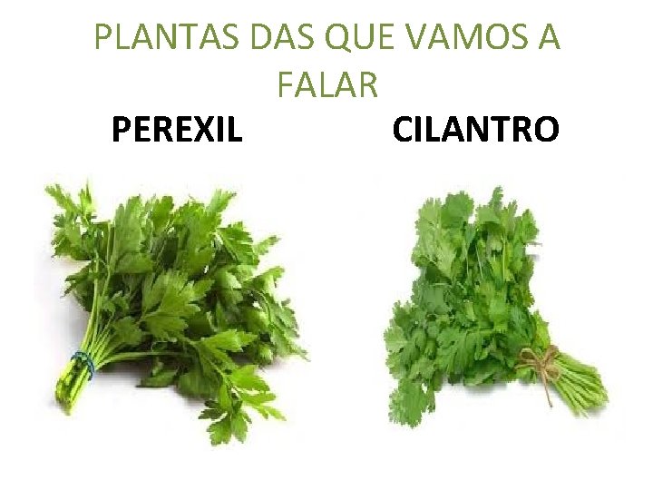 PLANTAS DAS QUE VAMOS A FALAR PEREXIL CILANTRO 