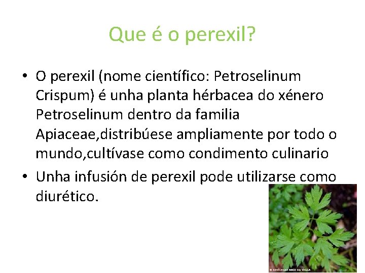 Que é o perexil? • O perexil (nome científico: Petroselinum Crispum) é unha planta
