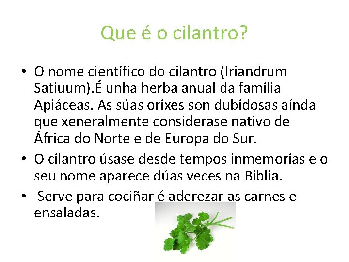 Que é o cilantro? • O nome científico do cilantro (Iriandrum Satiuum). É unha