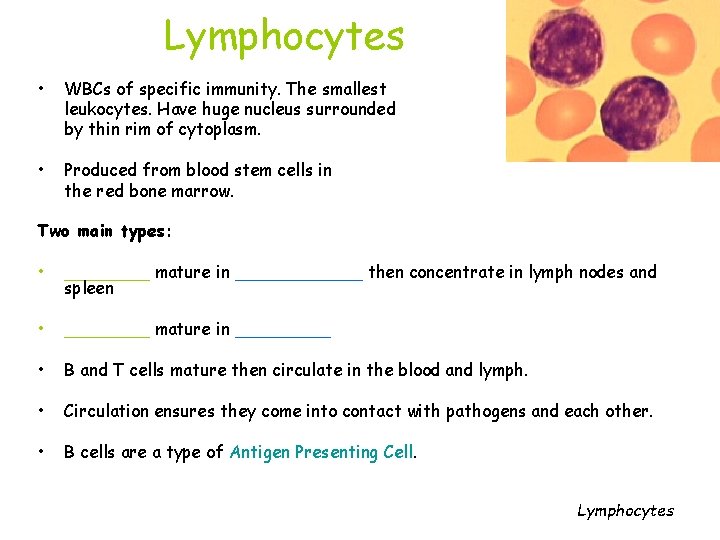 Lymphocytes • WBCs of specific immunity. The smallest leukocytes. Have huge nucleus surrounded by