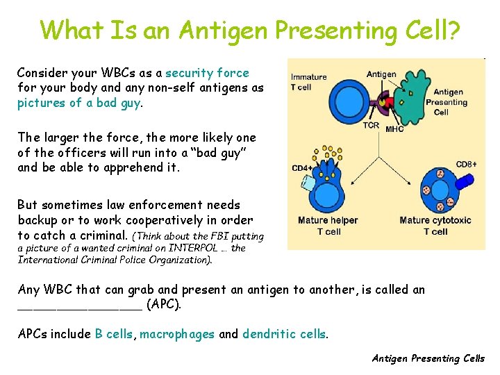 What Is an Antigen Presenting Cell? Consider your WBCs as a security force for