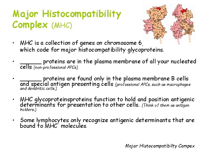 Major Histocompatibility Complex (MHC) • MHC is a collection of genes on chromosome 6,