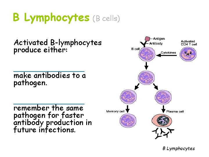 B Lymphocytes (B cells) Activated B-lymphocytes produce either: ________ make antibodies to a pathogen.