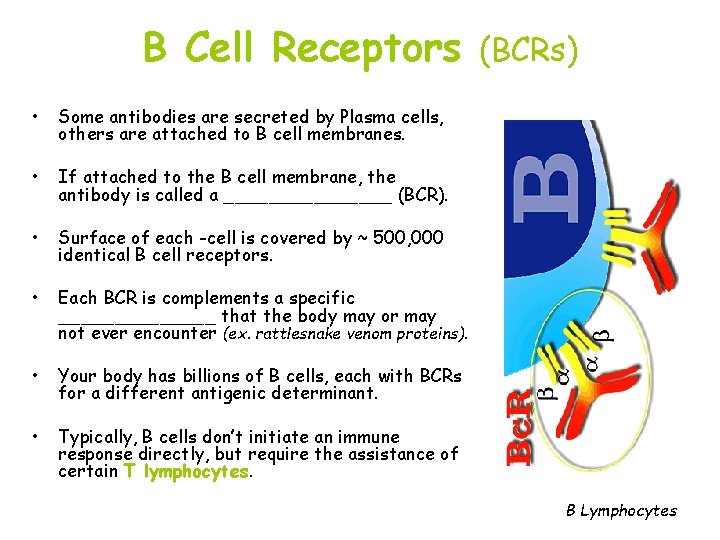 B Cell Receptors • Some antibodies are secreted by Plasma cells, others are attached