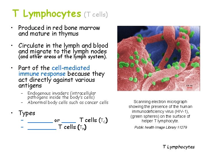 T Lymphocytes (T cells) • Produced in red bone marrow and mature in thymus