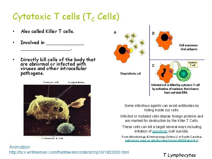 Cytotoxic T cells (TC Cells) • Also called Killer T cells. • Involved in