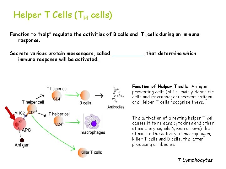 Helper T Cells (TH cells) Function to “help” regulate the activities of B cells