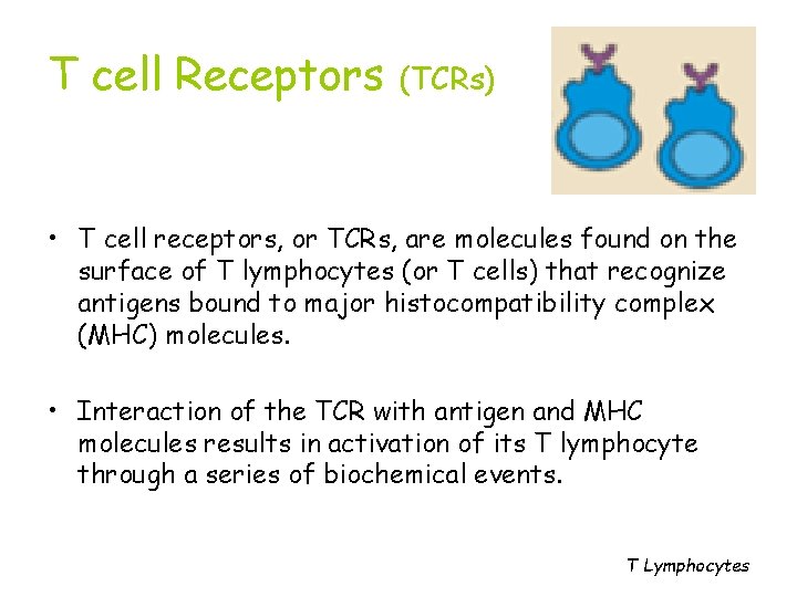 T cell Receptors (TCRs) • T cell receptors, or TCRs, are molecules found on