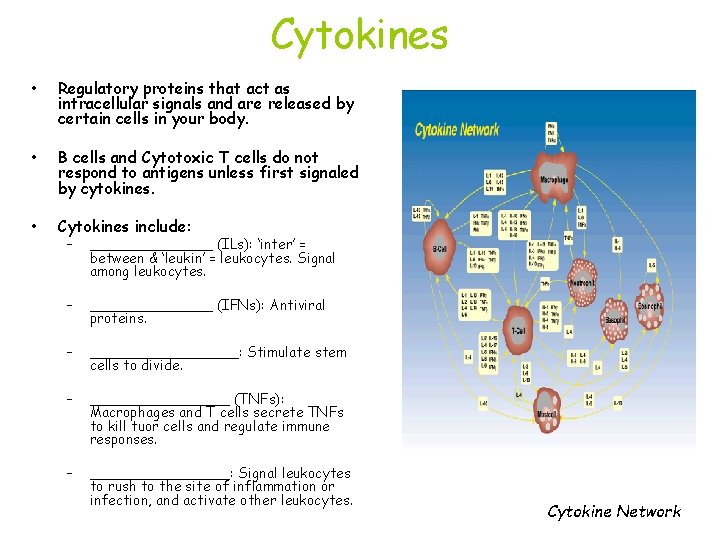 Cytokines • Regulatory proteins that act as intracellular signals and are released by certain