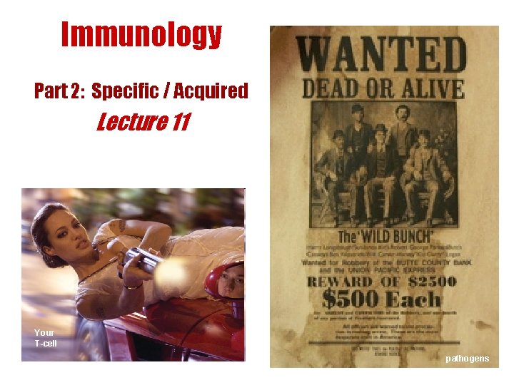 Immunology Part 2: Specific / Acquired Lecture 11 pathogen Your T-cell Your WBC pathogens