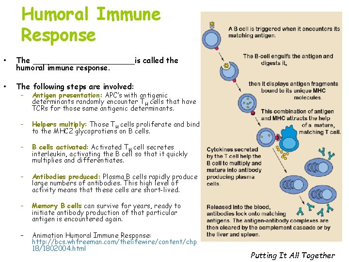 Humoral Immune Response • The ___________is called the humoral immune response. • The following