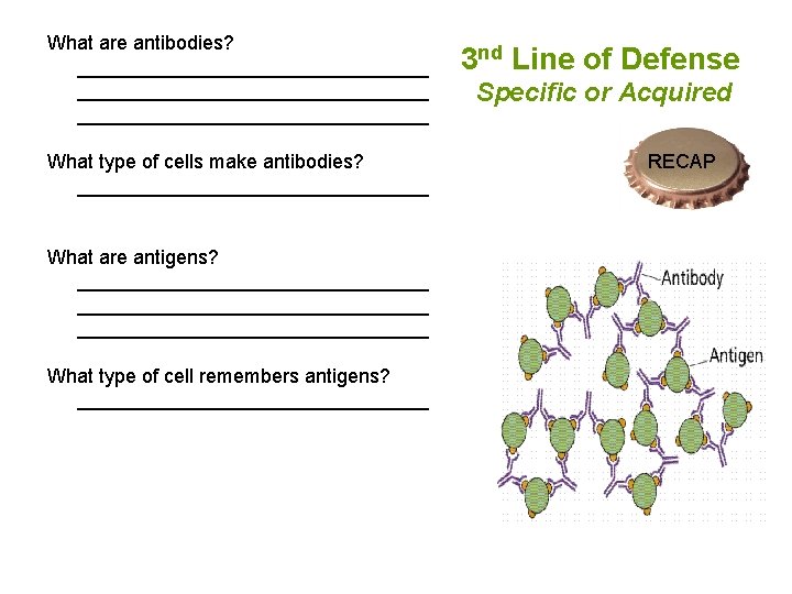 What are antibodies? ________________________________ What type of cells make antibodies? ________________ What are antigens?