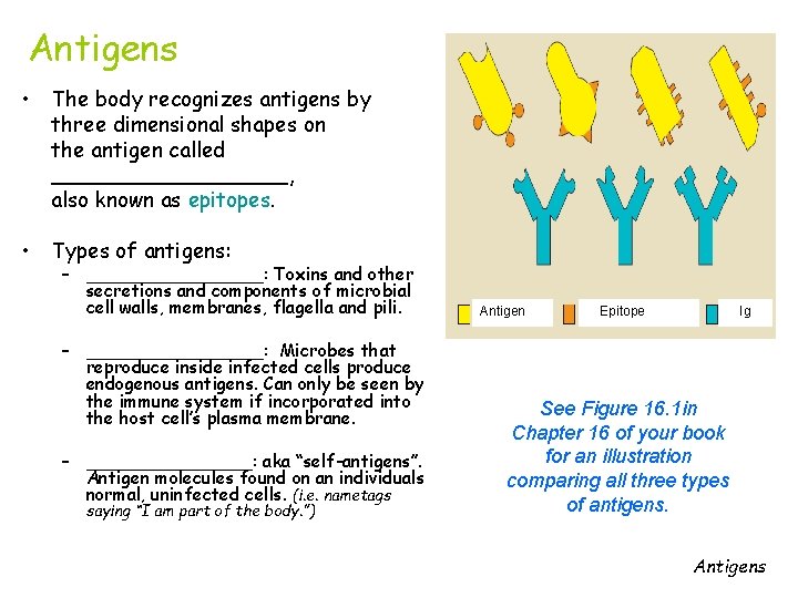 Antigens • The body recognizes antigens by three dimensional shapes on the antigen called