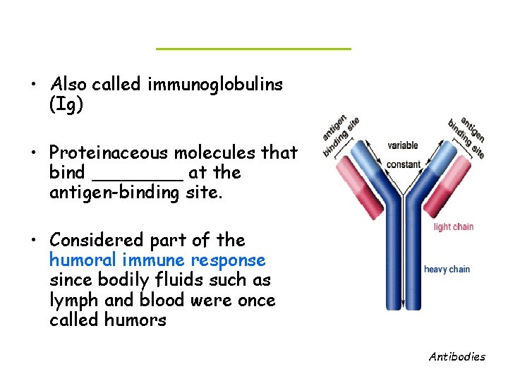 ______ • Also called immunoglobulins (Ig) • Proteinaceous molecules that bind ____ at the