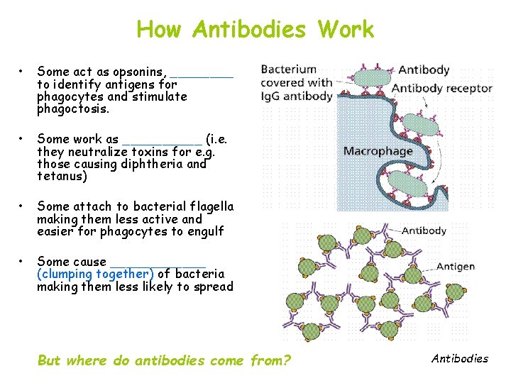 How Antibodies Work • Some act as opsonins, ____ to identify antigens for phagocytes