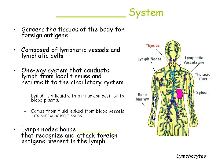 ______ System • Screens the tissues of the body foreign antigens • Composed of