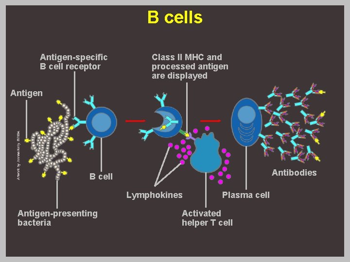B cells Antigen-specific B cell receptor Class II MHC and processed antigen are displayed B cells Antigen-specific B cell receptor Class II MHC and processed antigen are displayed