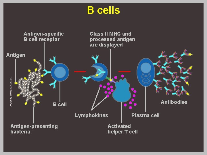 B cells Antigen-specific B cell receptor Class II MHC and processed antigen are displayed