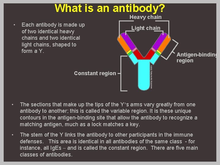 What is an antibody? Heavy chain • Each antibody is made up of two What is an antibody? Heavy chain • Each antibody is made up of two