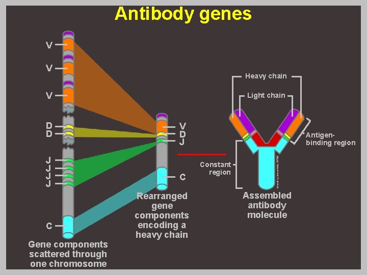 Antibody genes V V Heavy chain V D D J J C Gene components