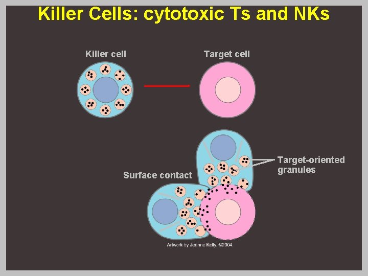 Killer Cells: cytotoxic Ts and NKs Killer cell Surface contact Target cell Target-oriented granules Killer Cells: cytotoxic Ts and NKs Killer cell Surface contact Target cell Target-oriented granules