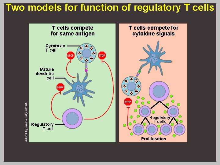 Two models for function of regulatory T cells compete for same antigen T cells