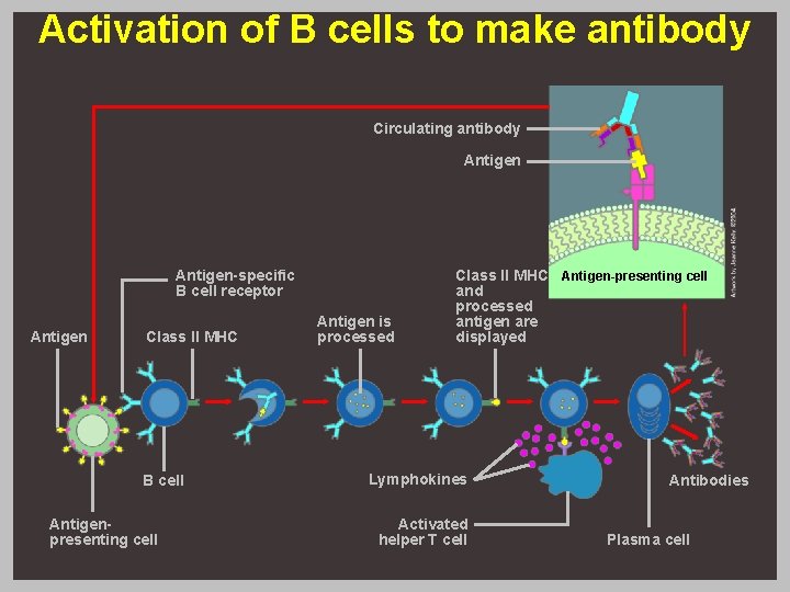 Activation of B cells to make antibody Circulating antibody Antigen-specific B cell receptor Antigen