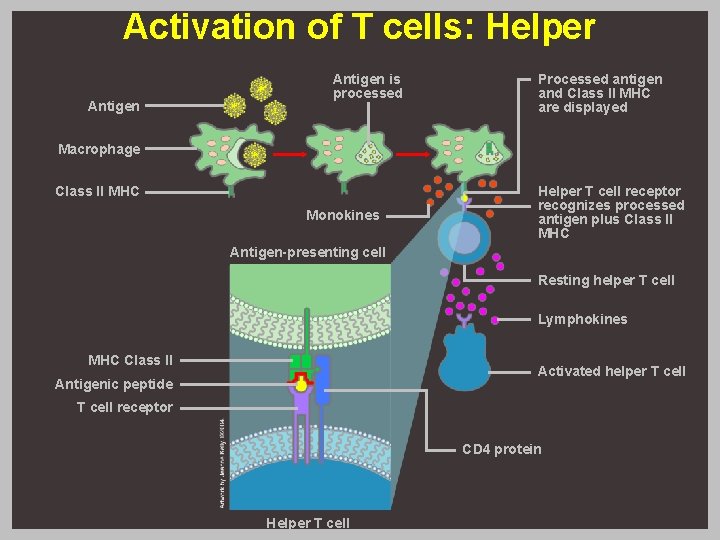 Activation of T cells: Helper Antigen is processed Processed antigen and Class II MHC Activation of T cells: Helper Antigen is processed Processed antigen and Class II MHC