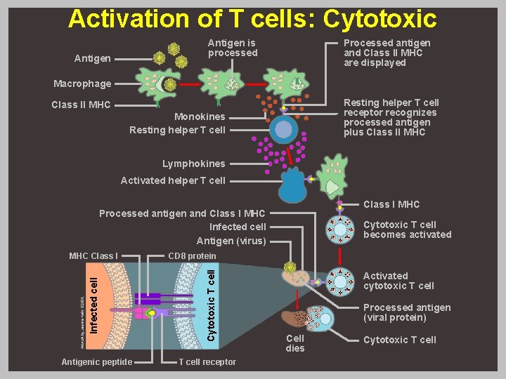 Activation of T cells: Cytotoxic Antigen is processed Antigen Processed antigen and Class II