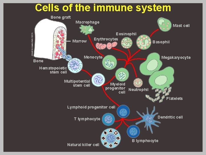 Cells of the immune system Bone graft Macrophage Marrow Mast cell Eosinophil Erythrocytes Basophil