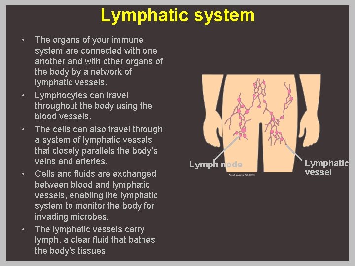 Lymphatic system • • • The organs of your immune system are connected with